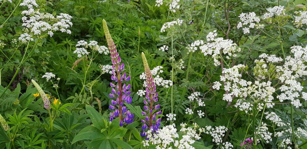 Vestpollen Pilan Lodge Lofoten מראה חיצוני תמונה